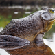 Illustration for article titled 4 Big Frogs You Can Store A Few Hot Wheels In